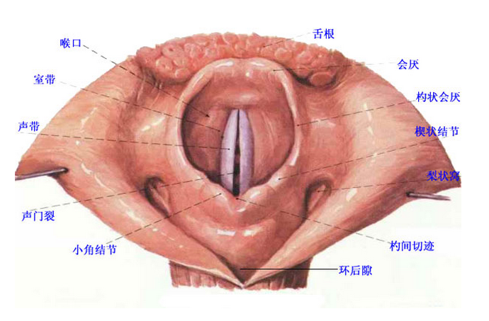 声带什么样子的图片图片