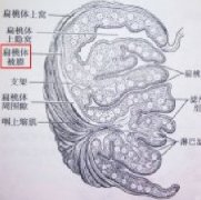 ײʱƻЩΣ